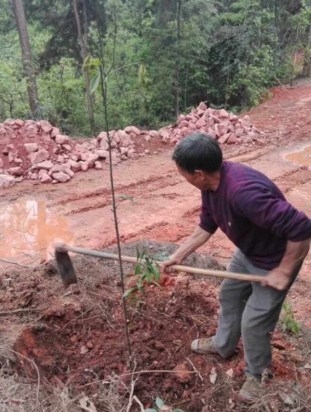 石城山工區(qū)施底肥，苗木修剪及栽植4.png
