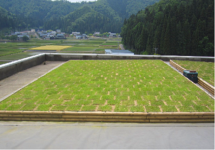 1583390053735029.png 2 后期維護管理效果實例(鋪設(shè)完成2周后)_看圖王.png