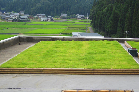 1583390075931231.png 3后期維護管理效果實例(鋪設(shè)完成1年后)_看圖王.png